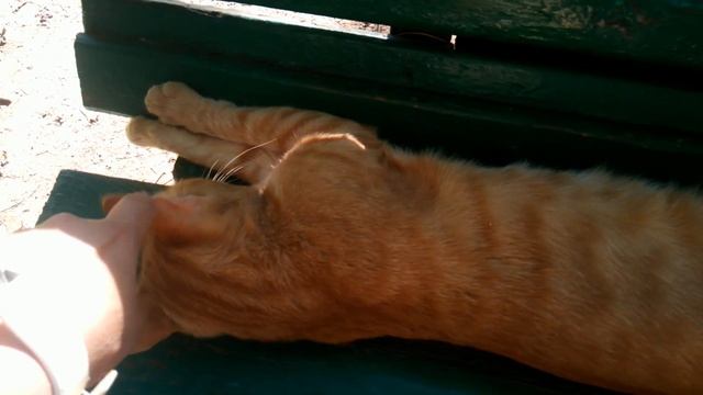 Жизнь удалась! (Рыжий котик). смотреть онлайн