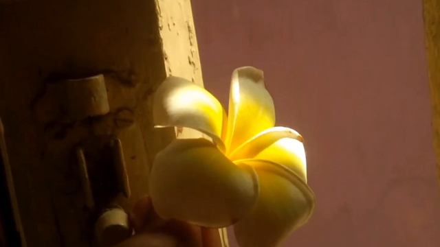 Plumeria ||Just Click #photography #mobilephotography #photography #plumeria #frangipani смотреть онлайн