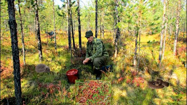 Осенняя сказка леса смотреть онлайн