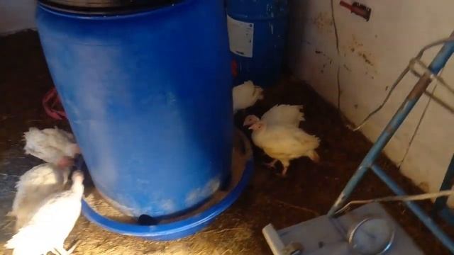 Кормушка для индюков своими руками смотреть онлайн