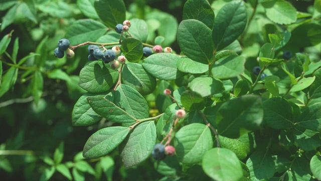 Vaccinium corymbosum (Ericaceae) highbush blueberry смотреть онлайн