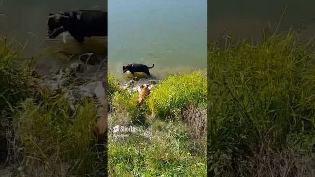 Стаффордширский бультерьер купается с карпами кои. #staffypuppy #dog #staffordshirebullterrier смотреть онлайн