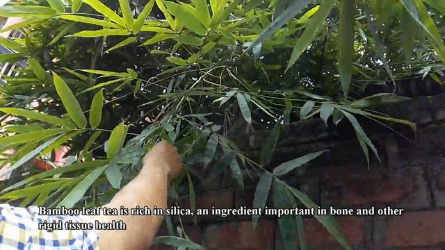What happens on drinking bamboo leaf tea - बांस की पत्ती चाय पीने पर क्या होता है смотреть онлайн