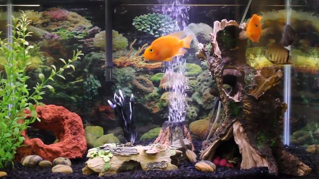 Relaxing music in the aquarium (Background Music, Sleep Music) смотреть онлайн