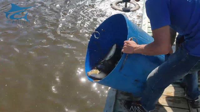 Дополнительное зарыбление карпом 8 августа смотреть онлайн