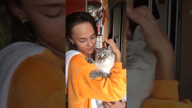 Супер-ласковая тайская кошка смотреть онлайн