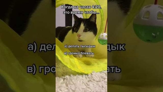 Видео,приколы,юмор,смех смотреть онлайн