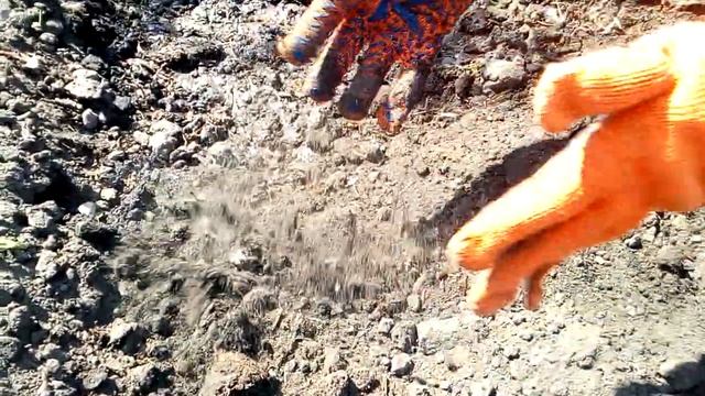 Земляной орех - очень удобная и простая техника выращивания на своем участке. смотреть онлайн