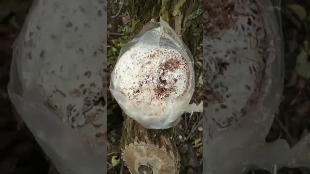 Посадка мицелия грибов на пни смотреть онлайн