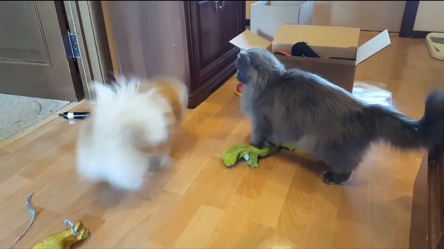 Шпиц и Кот помогают складывать вещи! смотреть онлайн