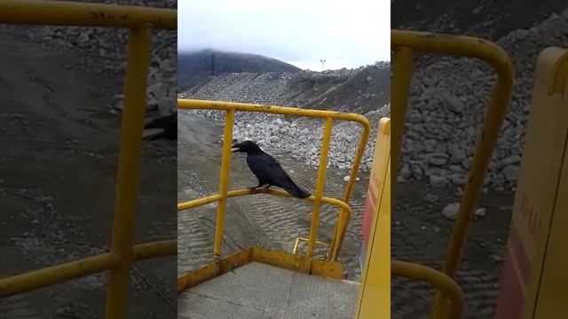 Наглый и голодный ворон смотреть онлайн