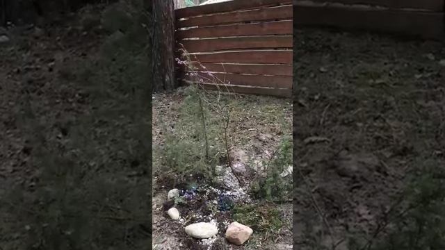 Первоцветы и грибы для рокария и альпийских горок смотреть онлайн