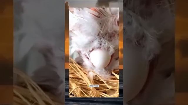 А можно нам другого учителя по биологии... смотреть онлайн
