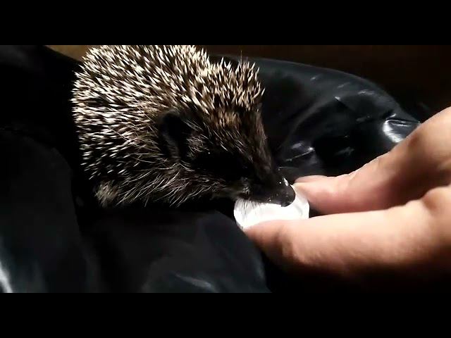 Ежик в коробке. Отогреваем. смотреть онлайн