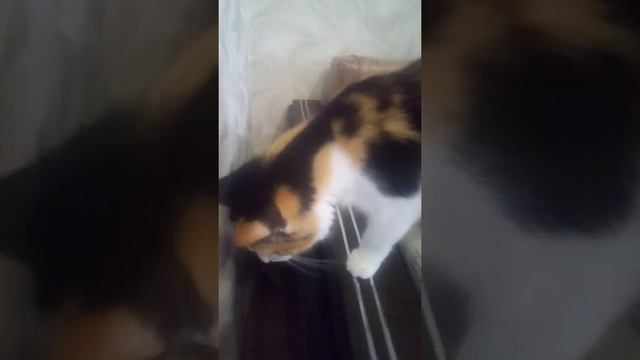 Как понять что ваша кошка беременна смотреть онлайн