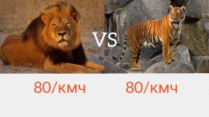 лев против тигра Battle lion vs tiger