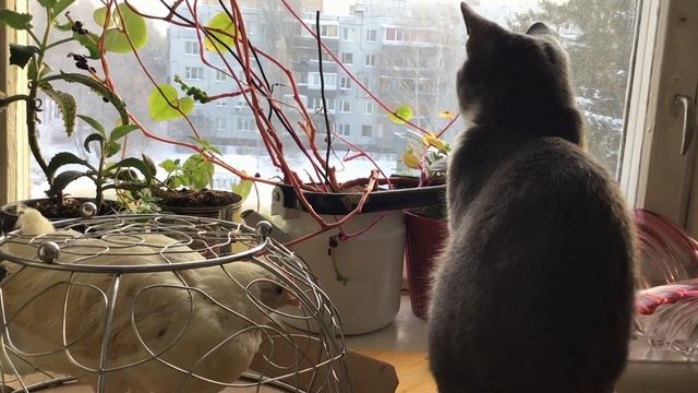 Разбились яйца - сделала мясные блины смотреть онлайн