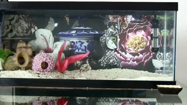 Erasmus the Clicker-Trained Fish смотреть онлайн