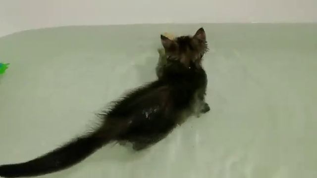 Кошка Майя плавает смотреть онлайн