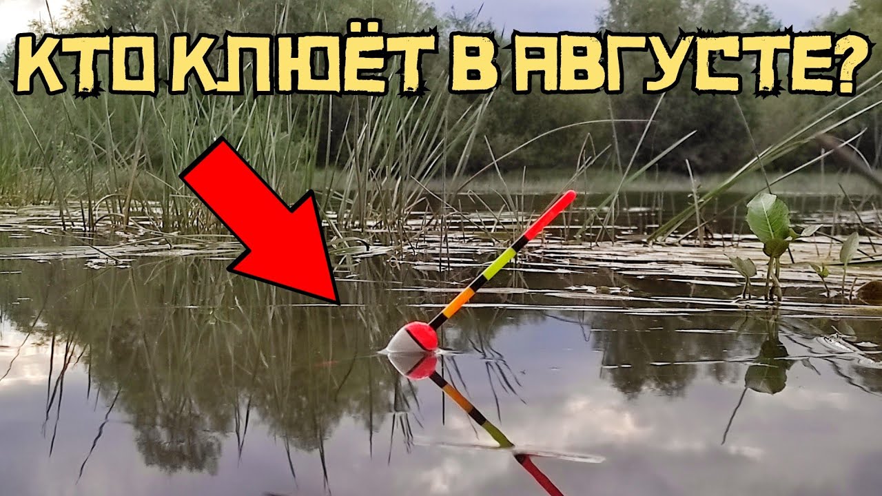 ЗАПЛЫЛ в КАМЫШИ! Закормил КЛУБНИКОЙ и ОН кладёт поплавок! Это карась смотреть онлайн