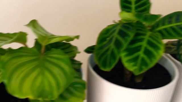 Calathea Marantaceae Prayer Plant Collection August 2019