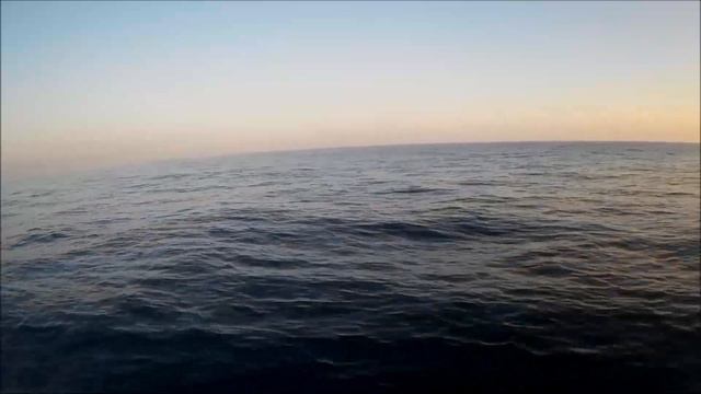23 июля 2018 год. Морская вечерняя прогулка. Яхта "ФАРАОН". Дельфины. смотреть онлайн