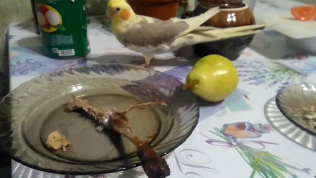 Попугай каннибал смотреть онлайн