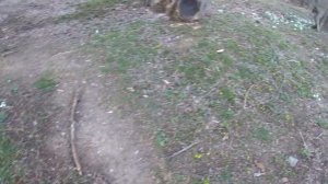 Снова сажаю деревья. Пересадка слив на новое место