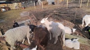 Овцы Бараны ТЕКСЕЛЬ Голландец, Южно Мясная  Романовская Разведение