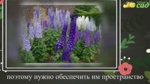 Посадка дельфиниума - как правильно посадить дельфиниум