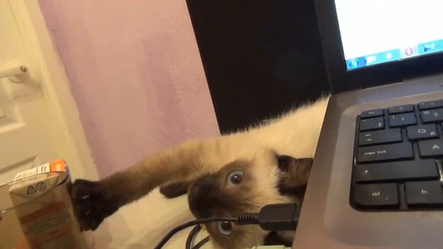 Дрессировка и "кормление" сиамского котенка)))) смотреть онлайн