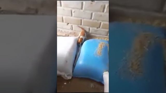 Котята ловят мышек.mp4 смотреть онлайн