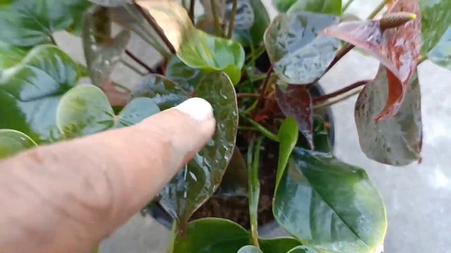 Peace lily Anthurium black & chamaedorea palm all indoor shade loving plants with total care смотреть онлайн