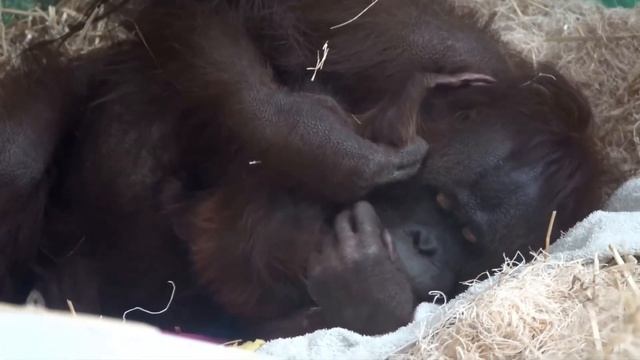Orangutan Giving Birth - Educational Video
