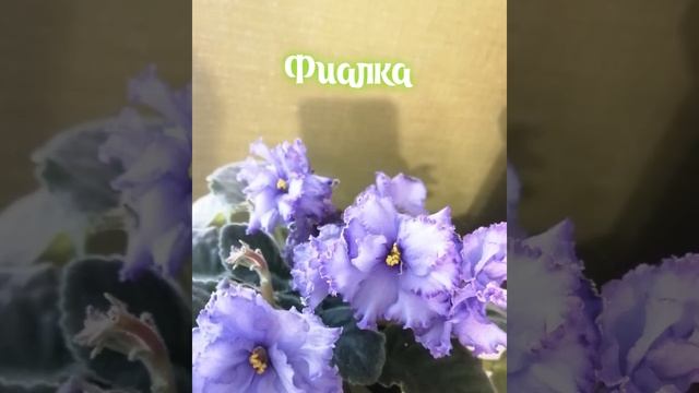 Любимые комнатные цветы. смотреть онлайн