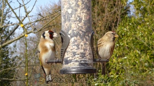 Inner Harmony Meditation Program ?♀️Внутренняя гармония медитации звуки природы птицы ? смотреть онлайн