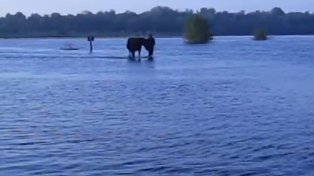 Десна вышла с берегов смотреть онлайн