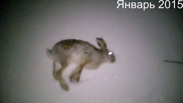 Охота на ЛИСУ в засидке на манок ( ЗАЕЦ ) смотреть онлайн