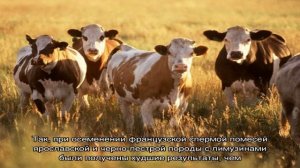 Разведение крупного рогатого скота различной продуктивности
