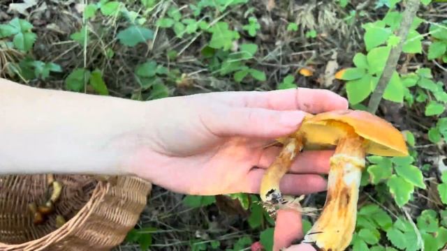 Збираю новий їстівний гриб! Маслюк модриновий Suillus grevillei смотреть онлайн