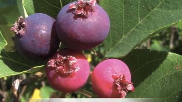 Amelanchier canadensis Serviceberry смотреть онлайн