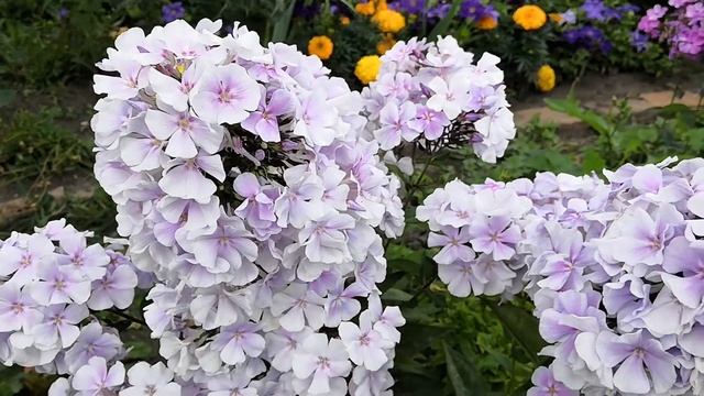 Флокс Франц Шуберт.Компактный  флокс в фиалковых тонах.Июль2020.