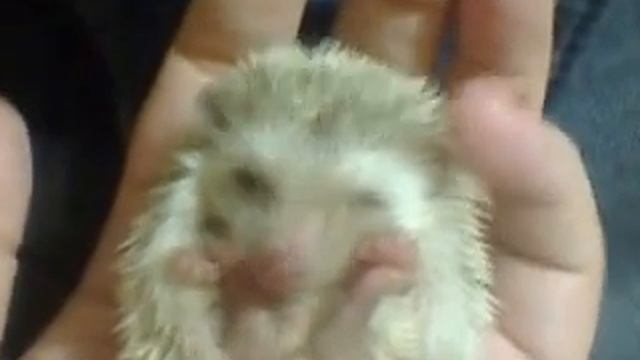 Маленький спящий ежик смотреть онлайн