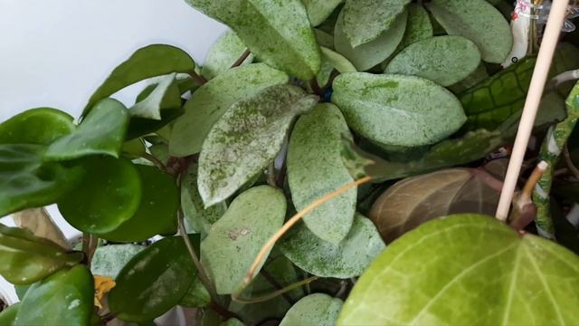 /Хойи/Обзор коллекции хой/Часть 3/☘💞 смотреть онлайн