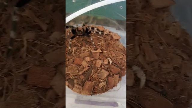 очень агрессивный паук укусил мой палец