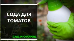 Сода для подкормки томатов — гарантия отличного урожая