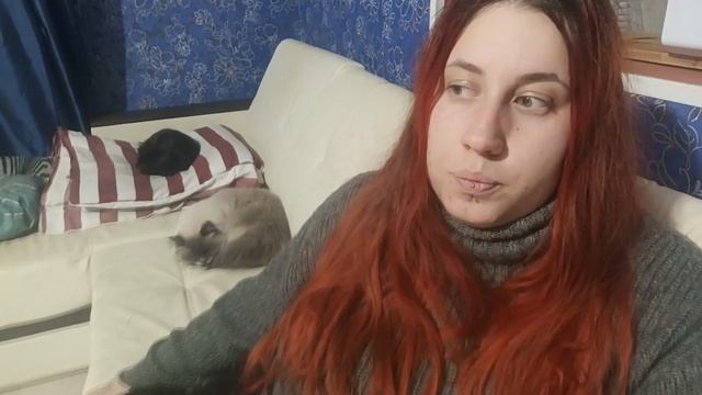 Как познакомить кошек или вторая взрослая кошка в доме смотреть онлайн