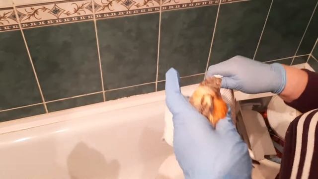 Лечим канарейку от пухоеда пудрой Чистотел. Как обработать птицу. Пухоед. Попугай лысеет смотреть онлайн