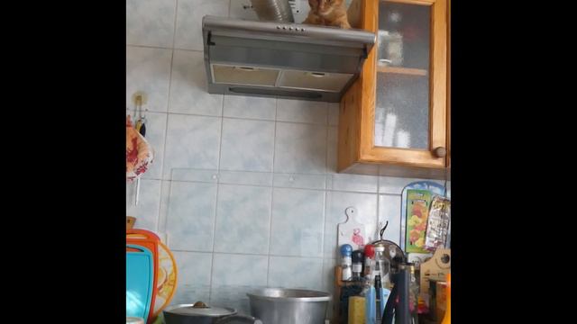 Рыжий Кот Феликс нашёл самое прохладное место, поближе к кухне! )) смотреть онлайн