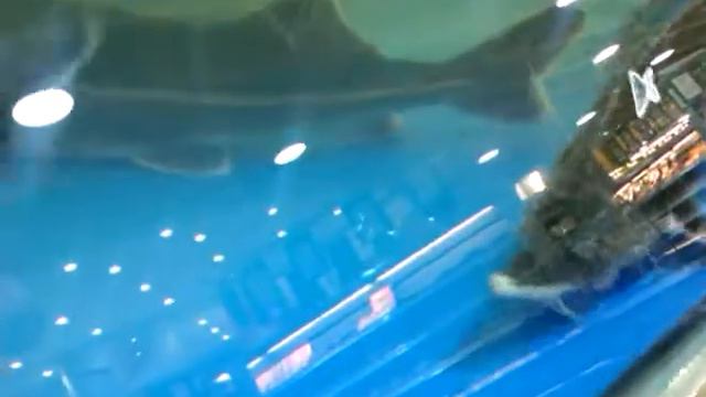 Рыбки в аквариуме для еды смотреть онлайн